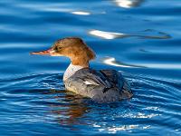 Gänsesäger Weibchen